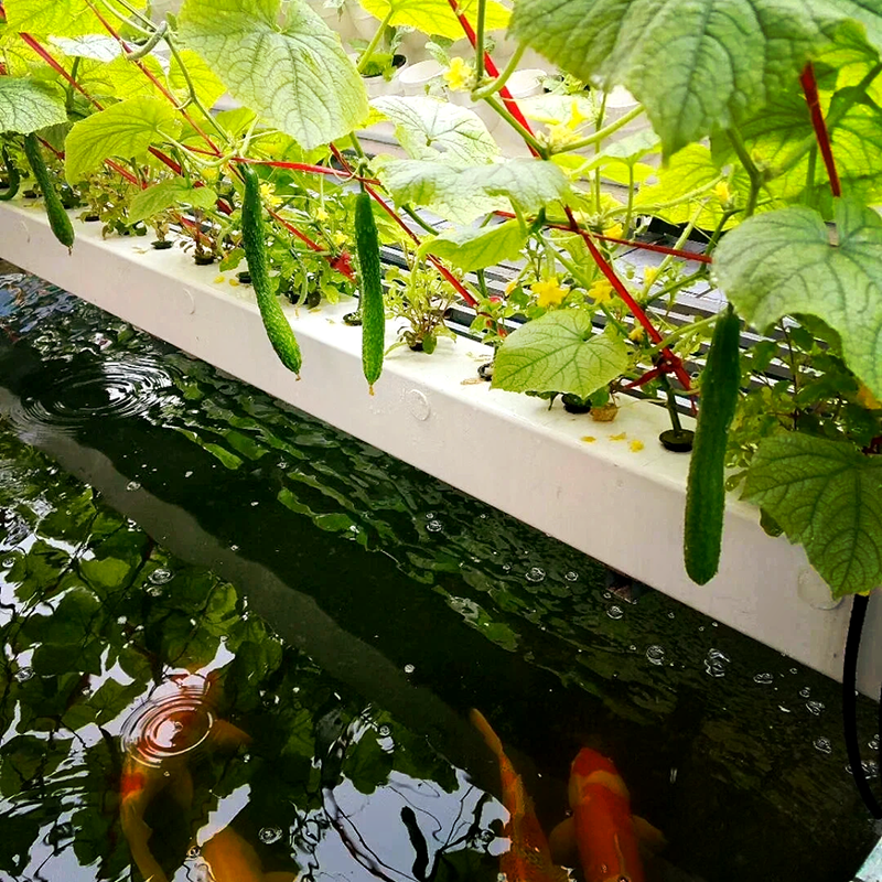 鄂尔多斯市鱼菜共生鱼菜共生 - 哪里好